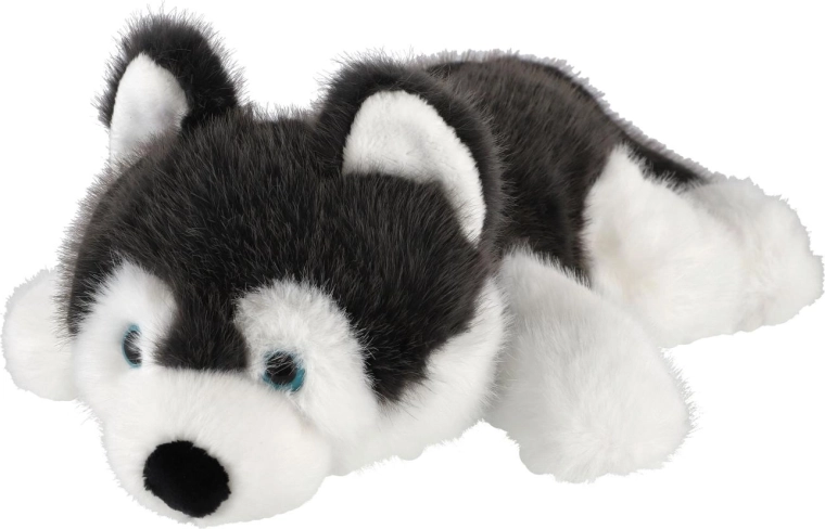 Apparence caractéristique du husky