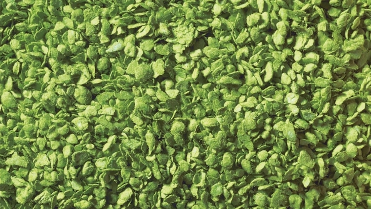Flocage de feuilles NOCH vert