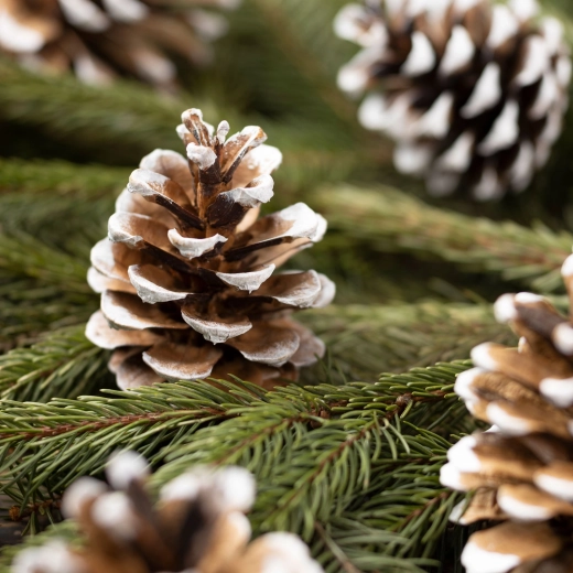 Décoration de Noël, pommes de pin enneigées dans un sachet en organza, 10 pièces