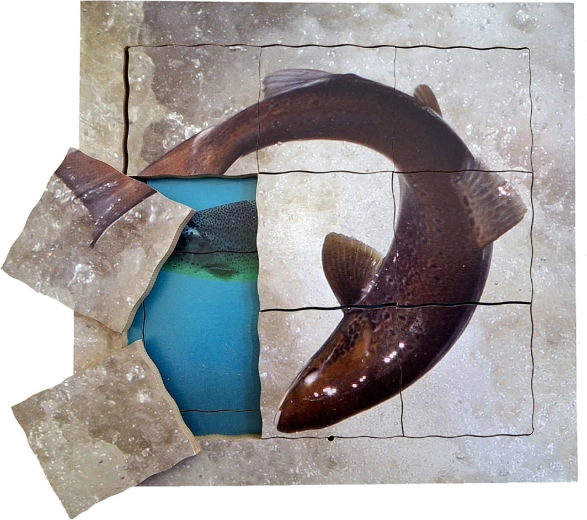 Just Jigsaws Le saumon et son cycle de vie - puzzle en bois à couches