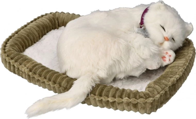 adopte-moi chaton blanc à poil court