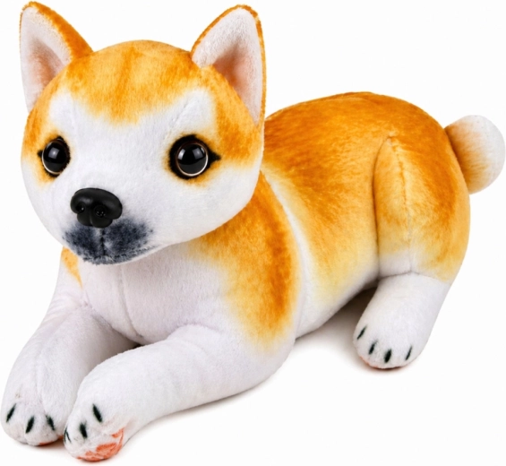 Apparence réaliste du Shiba Inu