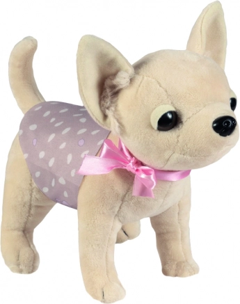 Chien chihuahua DIDI