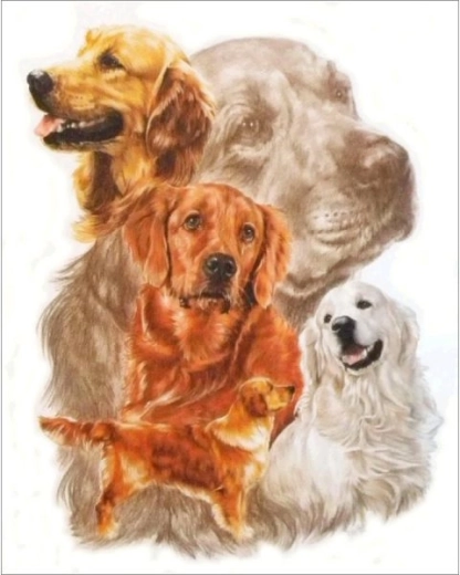 Peinture diamant – tableau Golden retriever 30 × 35 cm
