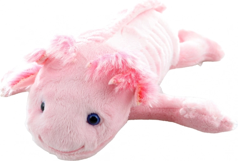 Adorables détails de l’axolotl