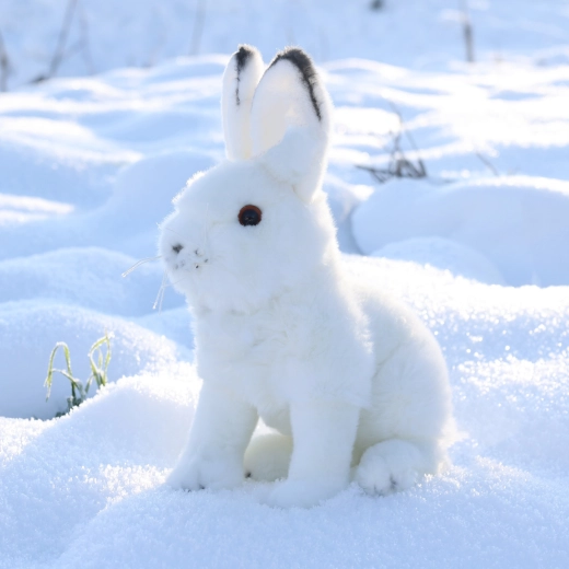 Apparence fidèle du lapin polaire