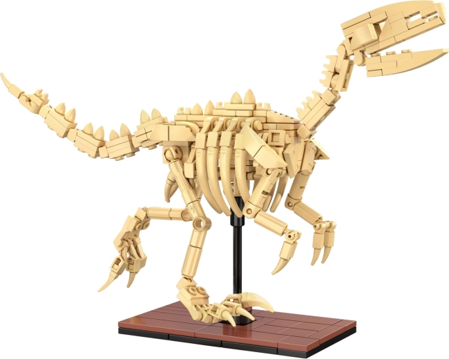 Squelettes lumineux et présentation soignée