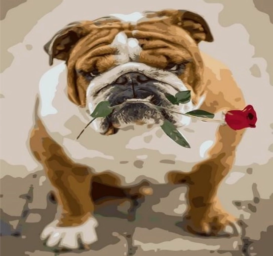 Norimpex Peinture par numéros bouledogue avec une rose 40 × 50 cm