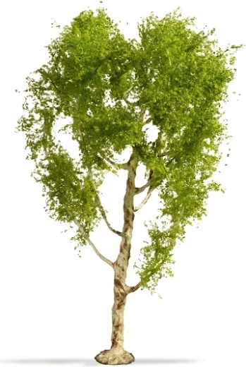 Noch Master Tree bouleau pubescent 21 cm