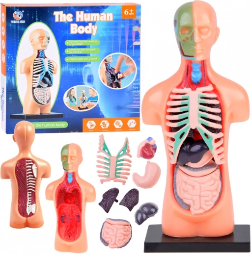 Modèle éducatif du corps humain avec organes amovibles, mini 15 cm
