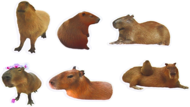 Format plus grand 6–7 cm pour une décoration percutante