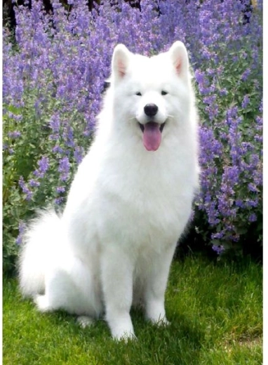 Peinture diamant – chien samoyède 30 × 40 cm