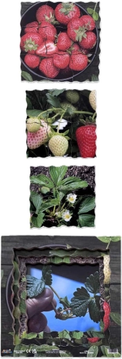 Quatre phases de la croissance de la fraise