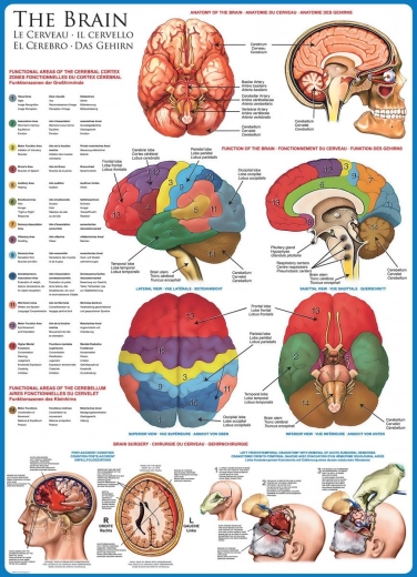 EUROGRAPHICS Puzzle Cerveau Humain 1000 Pièces