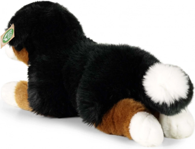 Apparence fidèle du chien de montagne bernois