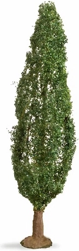 Peuplier Noch (Master Tree) 18 cm