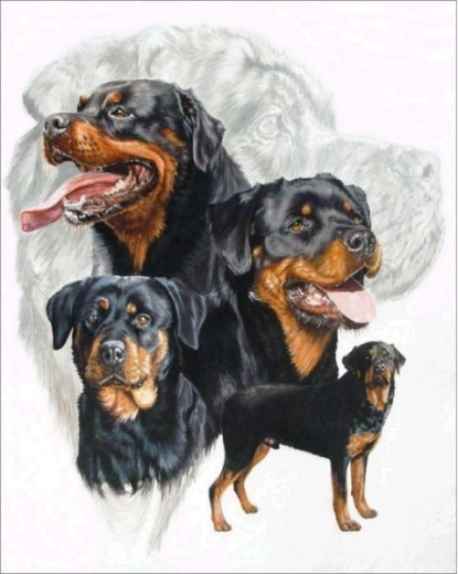 Broderie diamant (diamond painting) rottweiler 30 × 40 cm