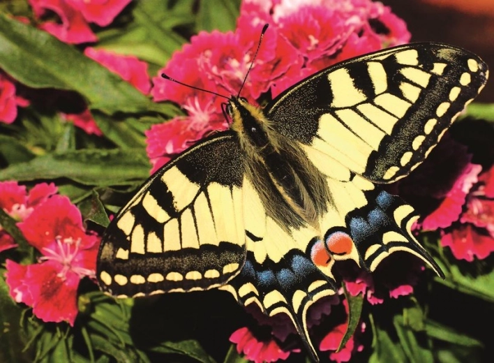 Ravensburger puzzle Beau papillon 500 pièces