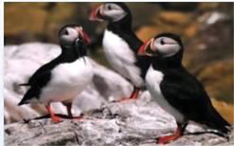 Motif réaliste de macareux