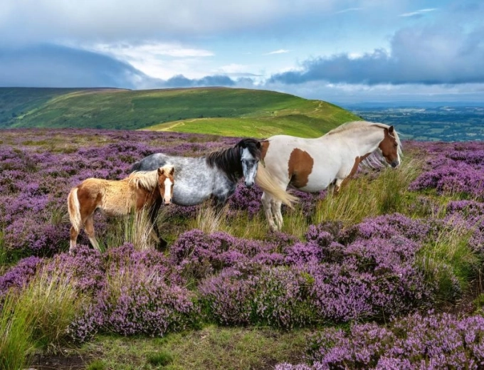 Puzzle Chevaux sauvages 2000 pièces Ravensburger