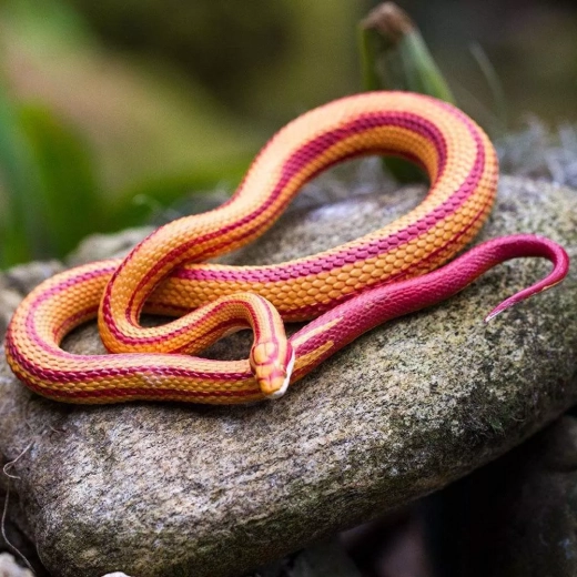 Idéale pour jouer et apprendre à la maison comme en déplacement