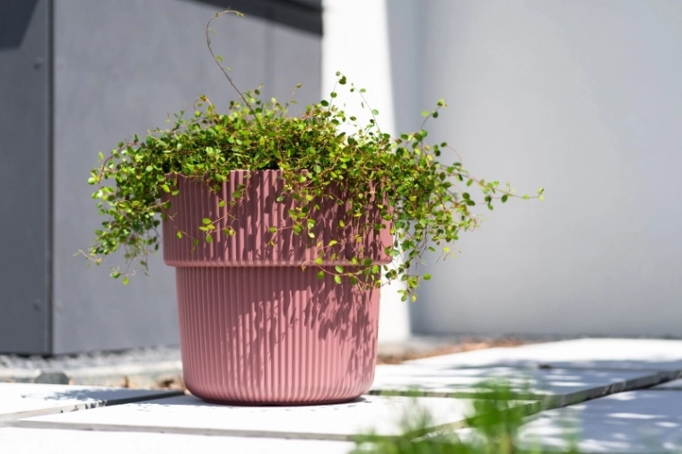 Insert pratique pour des plantations faciles