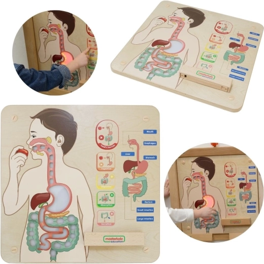 Panneau éducatif interactif MASTERKIDZ Système digestif