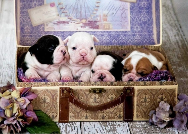 Puzzle Chiots 500 pièces