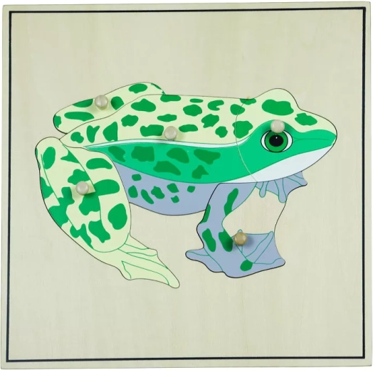Puzzle avec un squelette – grenouille