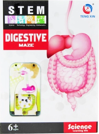 série créative – système digestif