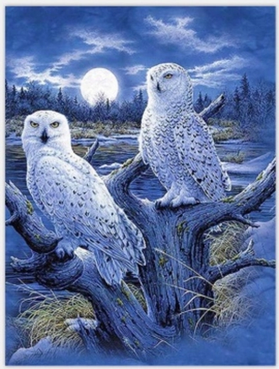 Norimpex Peinture par numéros Hiboux et lune 40 × 50 cm