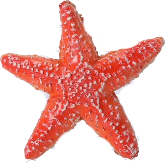 Figurine de collection Étoile de mer, Papo