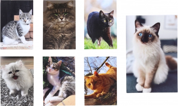 Carnet Petit Chat 40 Feuilles