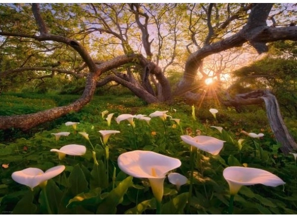Puzzle 1000 pièces Forêt Magique Kalie