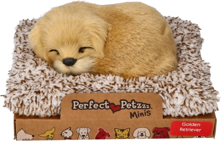 Golden retriever aboyeur sur son coussin