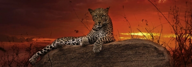 Puzzle panoramique Aube au Kenya 2000 pièces