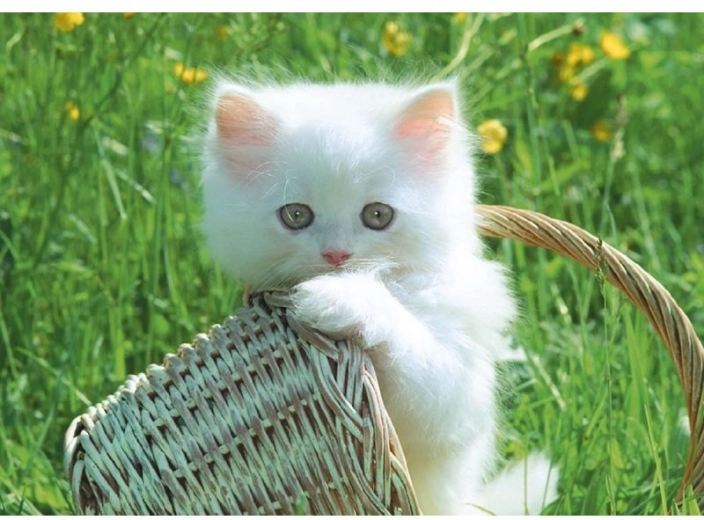 Mosaïque diamant (diamond painting) Chaton dans un panier 40 × 30 cm - 1 pièce