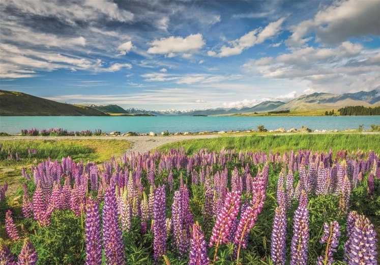 Puzzle Clementoni Lupins au lac Tekapo 1500 pièces