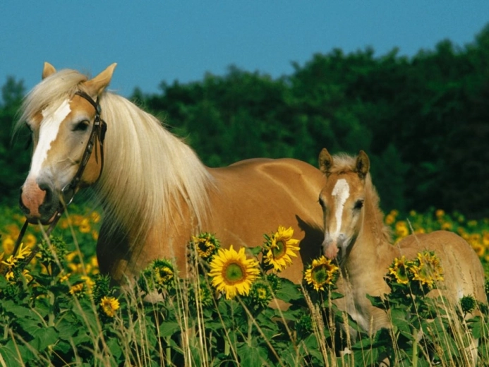 RAVENSBURGER Puzzle Bonheur des chevaux XXL 200 pièces