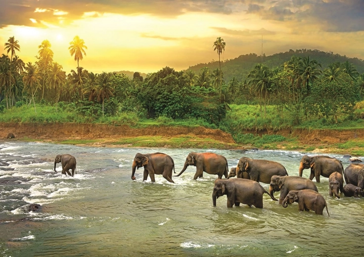 EUROGRAPHICS Puzzle Save Our Planet : Forêt tropicale humide 1000 pièces