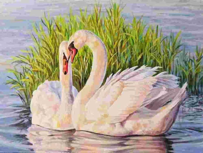 Norimpex Peinture par numéros Cygnes 40 × 50 cm