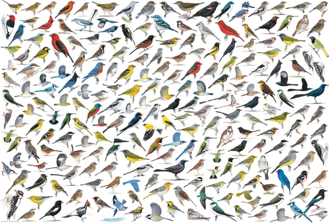 Puzzle Monde des oiseaux 2000 pièces EUROGRAPHICS