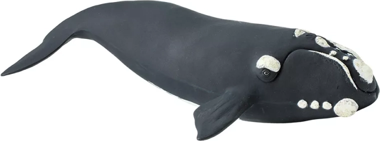 Safari Ltd. figurine baleine franche australe - 1 pièce