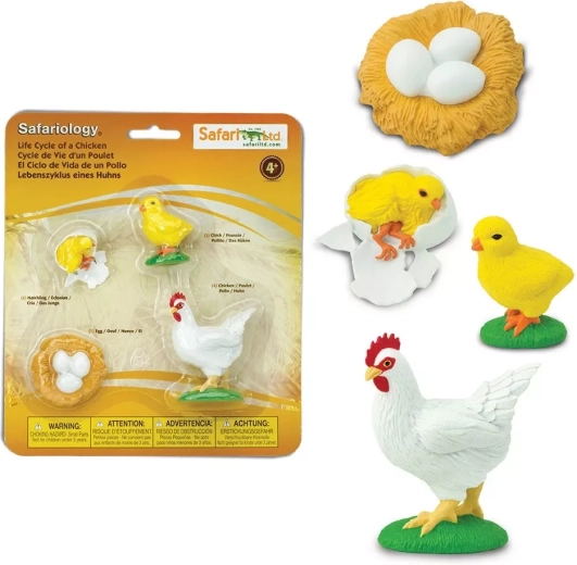 Safari Ltd. cycle de vie - poulet