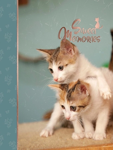 Album photo CONCORDE DXP 4696 pour 96 photos 10 × 15 cm