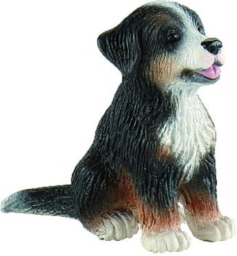 Bouvier bernois - chiot Joy