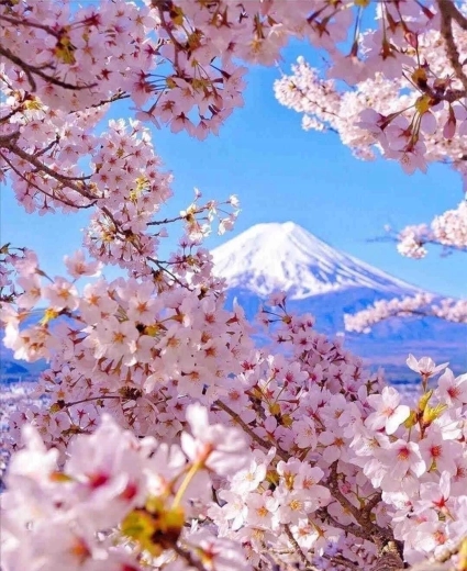 Peinture diamant Mont Fuji avec fleur de cerisier 30 × 40 cm