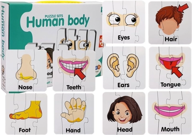 Puzzle éducatif – parties du corps humain, 10 paires, vocabulaire anglais