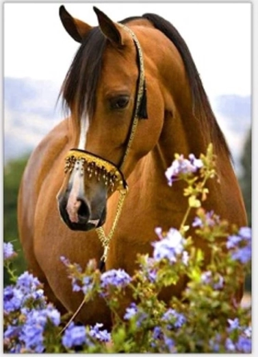 Norimpex peinture par numéros Cheval dans les fleurs 40 × 50 cm
