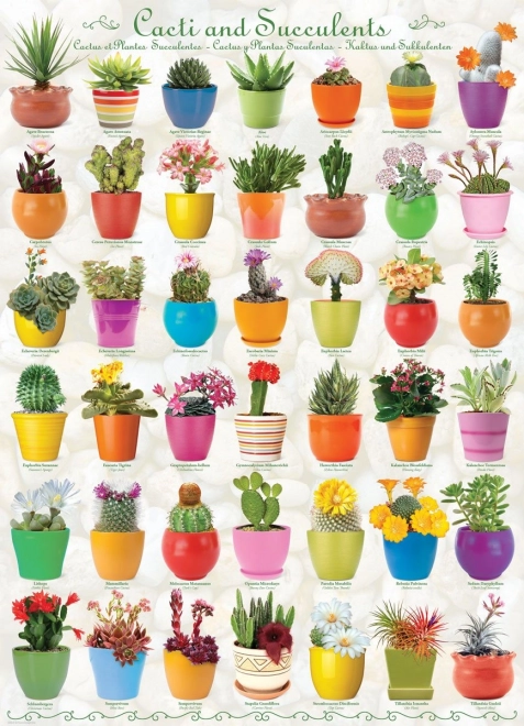Puzzle EUROGRAPHICS cactus et succulentes, 1000 pièces